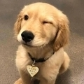 @dogtraining