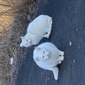 Feral Cat Colony