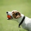 @houstonpuppytraining