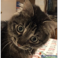 Ivar the Incredible Blind Cat