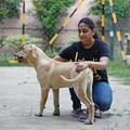 Dog Training Program