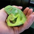 @chameleoncare